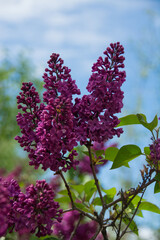 Lavender blossoms in the daylight sun with blue skies and green leaves