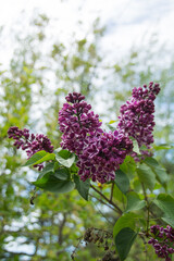 Lavender blossoms in the daylight sun with blue skies and green leaves