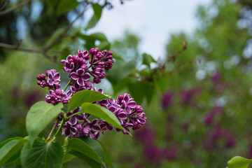Lavender blossoms in the daylight sun with blue skies and green leaves