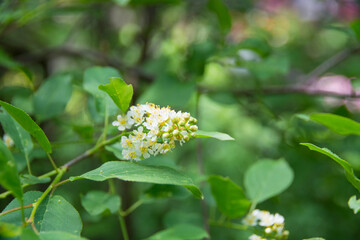 Lavender blossoms in the daylight sun with blue skies and green leaves