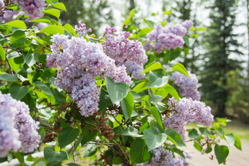 Lavender blossoms in the daylight sun with blue skies and green leaves