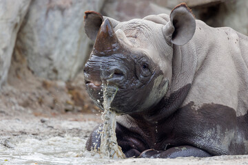 A black rhinoceros, black rhino or hook-lipped rhinoceros is having fun in a pool of water - 570418457