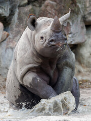 A black rhinoceros, black rhino or hook-lipped rhinoceros is having fun in a pool of water - 570418463