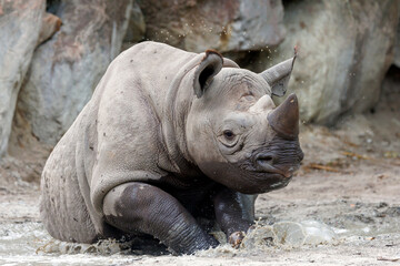 Fototapeta premium A black rhinoceros, black rhino or hook-lipped rhinoceros is having fun in a pool of water