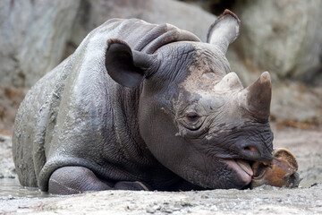 A black rhinoceros, black rhino or hook-lipped rhinoceros is having fun in a pool of water - 570418612