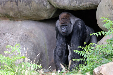 portrait of western lowland silverback gorilla © Edwin Butter