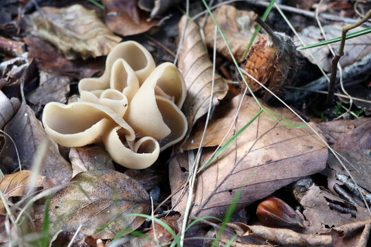 Otidea onotica, commonly known as hare's ear, is a species of apothecial fungus belonging to the family Pyronemataceae