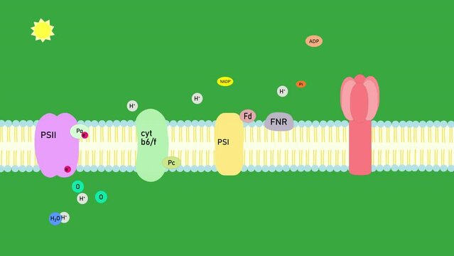 Photosynthesis process animation in in the chloroplasts