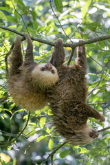 A pair of Two-toed Sloths in a tropical Rainforest