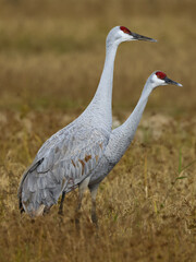 Sandhill Crane, Florida, USA