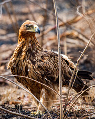 Tawny Eagle, South Africa