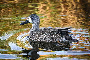 Blue-winged teal on the water. Florida, USA