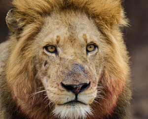 close-up of a male lion after the kill. Kruger National Park, South Africa