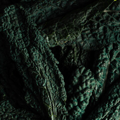 Macro close up Texture cavolo nero foglie insalata erba