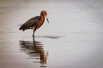 Reddish Egret, Florida, USA