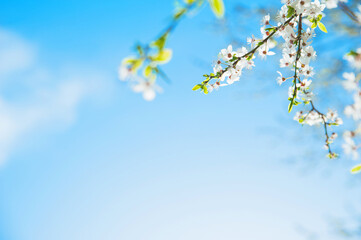 Springtime greeting card and copy space. Blooming spring trees close up.