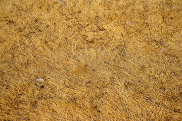Background of burn grass. Grass color change during foliage season, or winter. The color is the same when grass is burn because of the extreme hot. It is good background for designing wallpaper, menu.