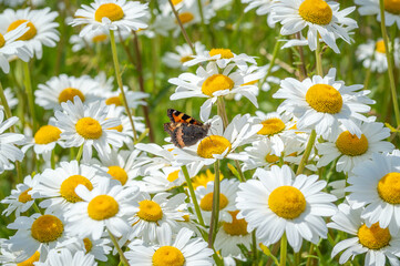 Small Tortoiseshell butterfly on Ox-eye daisies