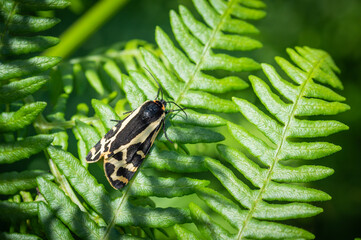 Wood Tiger moth on a fern