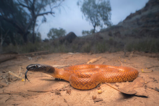 A wild western brown snake (Pseudonaja mengdeni) on dry, cracking earch with trees and hill in background. Near Alice Springs, Australia