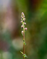 Dragon flower blossom against a fresh blurry background of nice spring tones