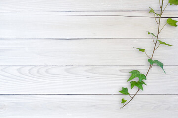 木目背景とグリーン