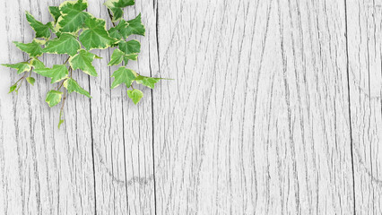 木目背景とグリーン