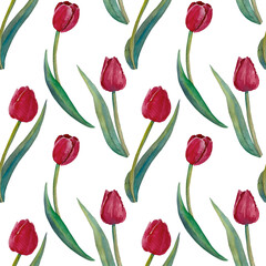 Obraz premium Seamless pattern of watercolor tulip flowers. Hand drawn illustration. Botanical hand painted floral elements on white background.