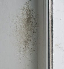 mold on the wall near the window