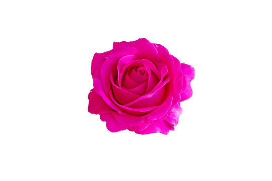 Bright magenta hybrid tea rose flower isolated transparent png