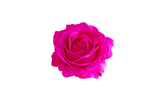 Bright magenta hybrid tea rose flower isolated transparent png