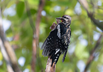 Yellow-bellied Sapsucker drying in the sun after the rains. 