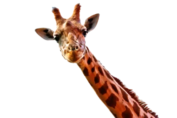 Gordijnen head of giraffe isolated on transparent background © jean