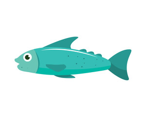 fish on white background