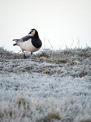 Barnacle goose, Branta leucopsis