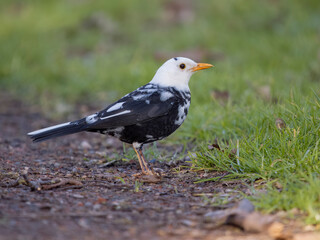 Blackbird, Turdus merula