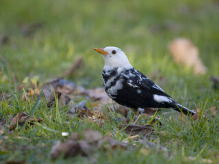 Blackbird, Turdus merula