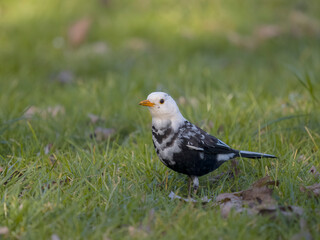 Blackbird, Turdus merula