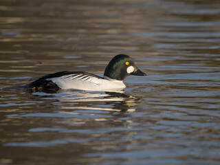 Common goldeneye, Bucephala clangula