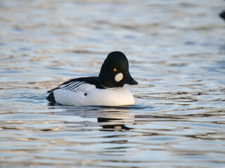 Common goldeneye, Bucephala clangula