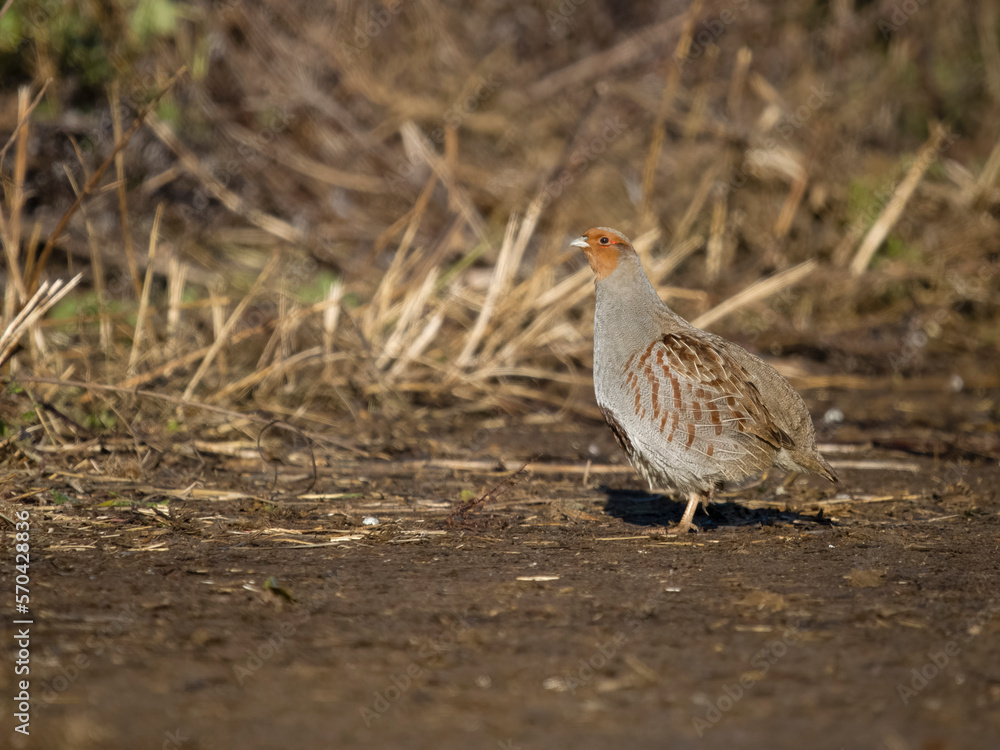 Canvas Prints Grey partridge, Perdix perdix