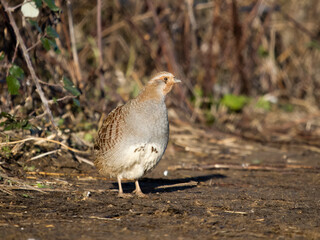 Grey partridge, Perdix perdix