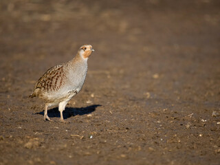 Grey partridge, Perdix perdix