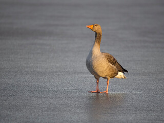 Greylag goose, Anser anser
