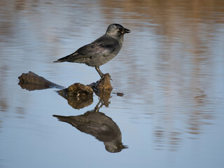 Jackdaw, Corvus monedula