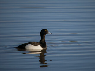 Tufted duck, Aythya fuligula
