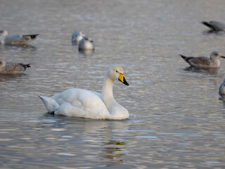 Whooper swan, Cygnus cygnus