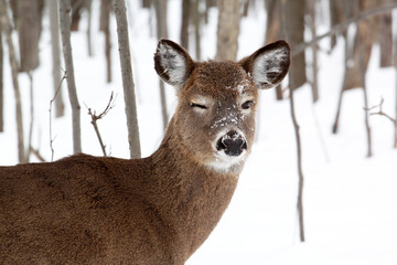 Wink from a white tail deer in park