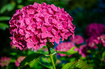 pink flowers in a garden