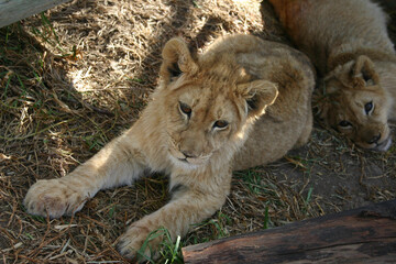 Südafrika – Löwenbaby im Naturreservoir